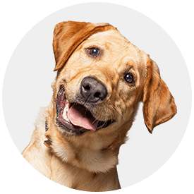 Hond