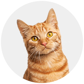 Kat