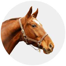 Paard & Ruiter