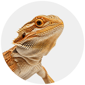 Reptiel & Amfibie