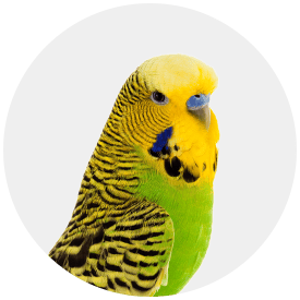 Vogel