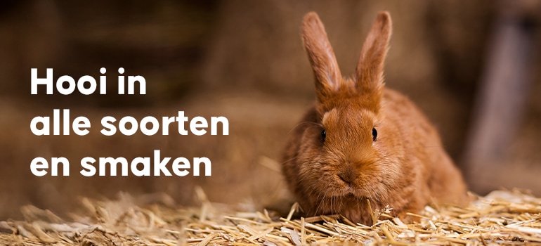 Boer Bas Heeft Eerste Koeientoilet Van Brabant: ‘Onze Koeien Plassen Op Het Potje~ae133593